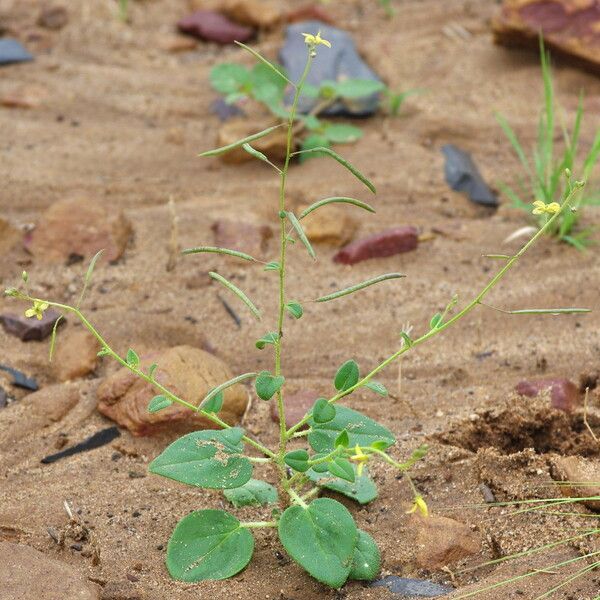 Cleome scaposa Агульны выгляд