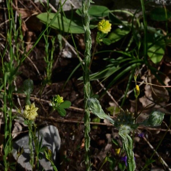 Filago germanica Flor