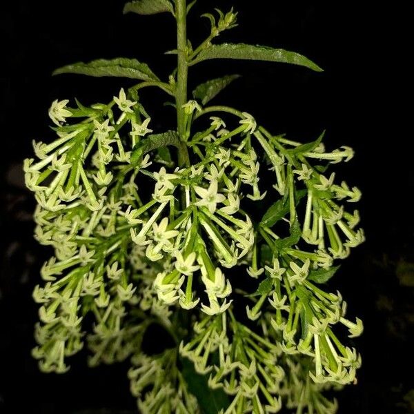 Cestrum nocturnum Flower