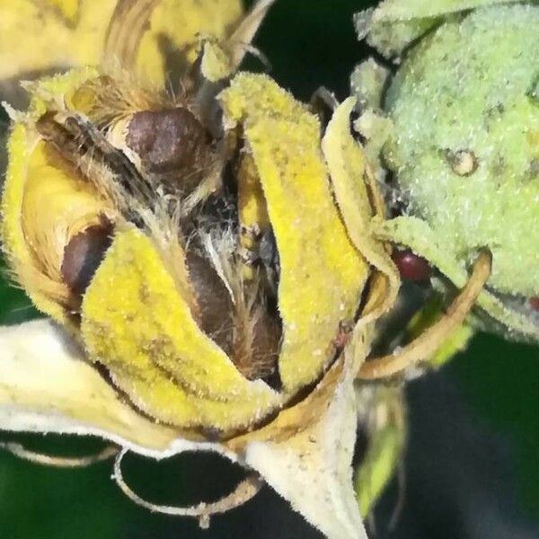 Hibiscus syriacus Fruit