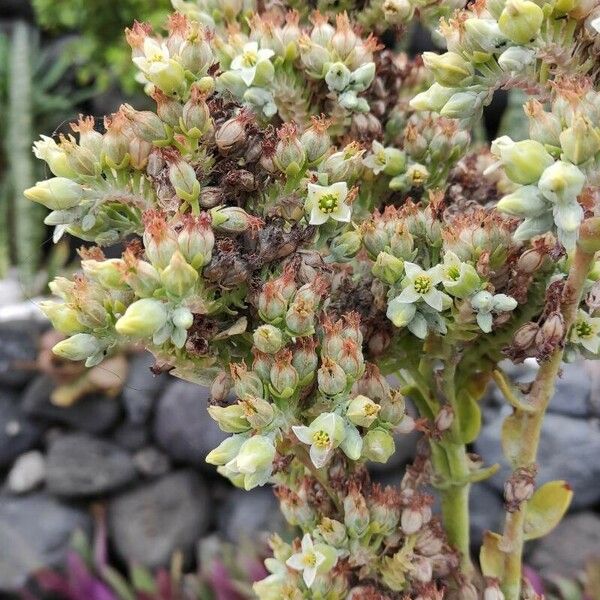 Kalanchoe tetraphylla Blüte