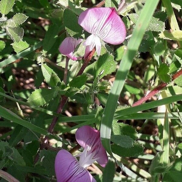 Ononis reclinata Blüte