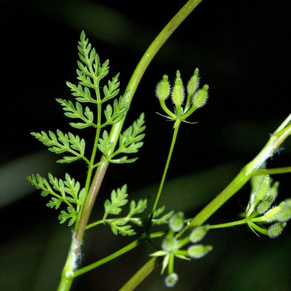 Anthriscus caucalis ഫലം