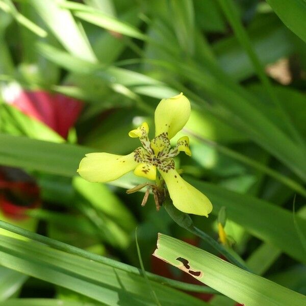 Trimezia martinicensis Flower