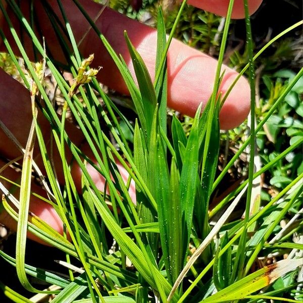 Carex digitata 叶