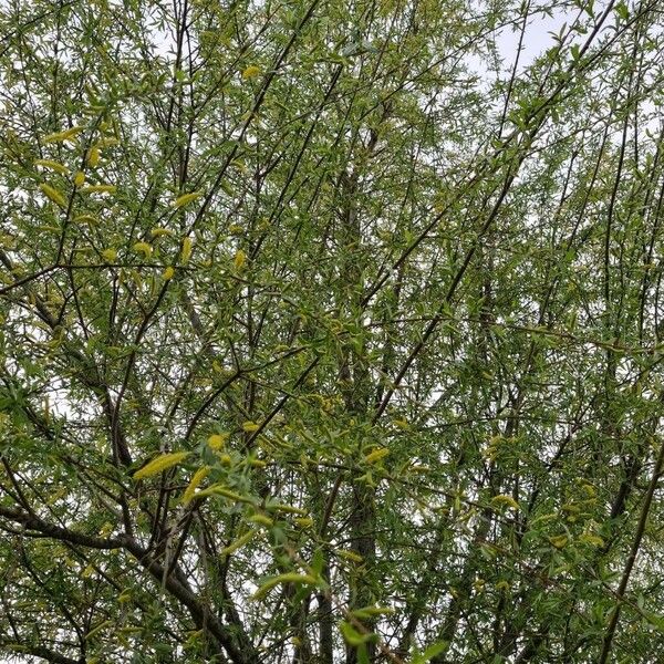 Salix triandra 整株植物