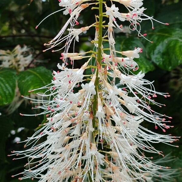 Aesculus parviflora Flower