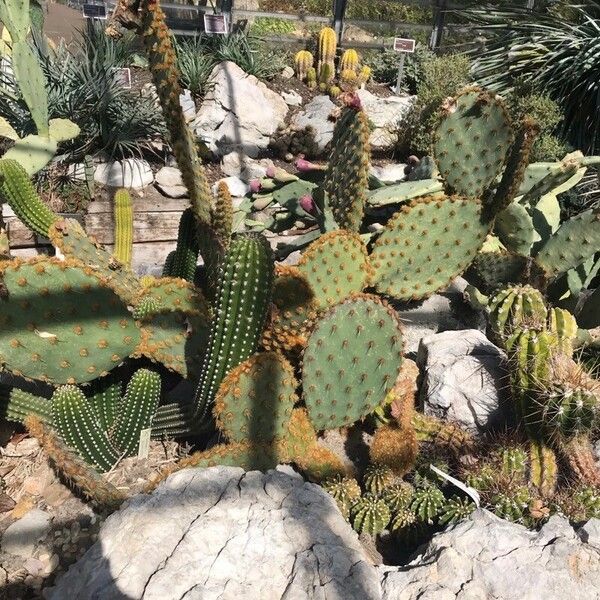 Opuntia aciculata Ліст