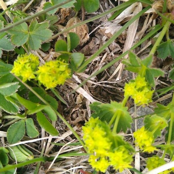 Alchemilla monticola Λουλούδι