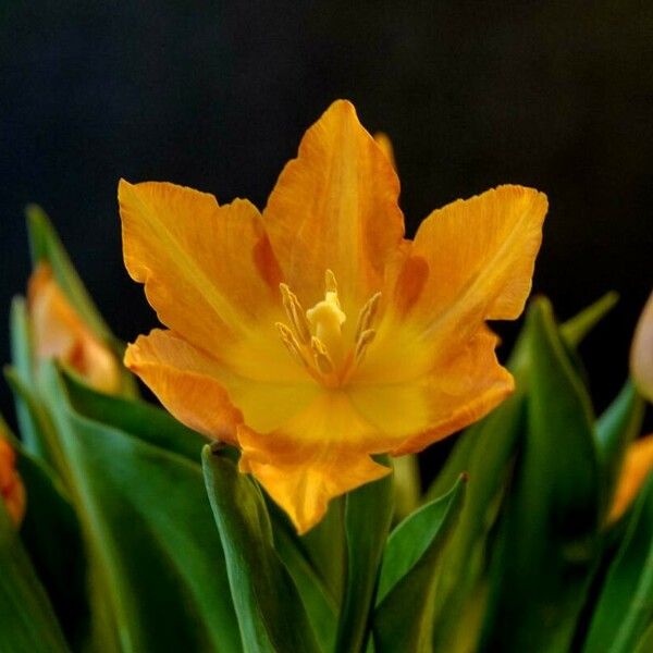 Tulipa gesneriana Flower