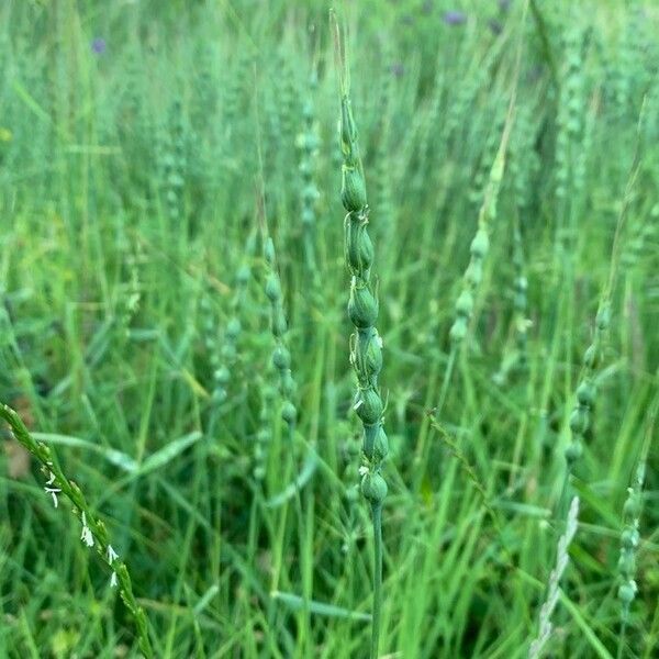 Aegilops ventricosa Цвят