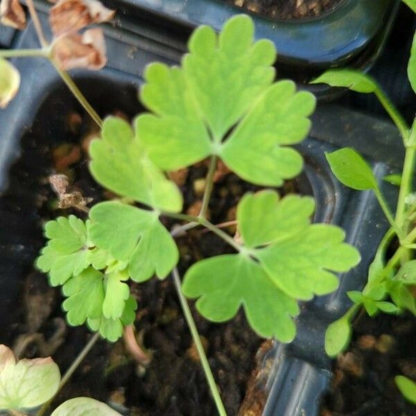 Aquilegia canadensis Leaf