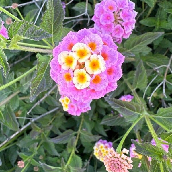 Lantana camara Blüte