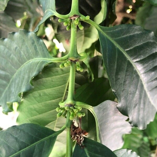 Coffea arabica Fruit