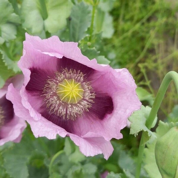 Papaver somniferum Fleur