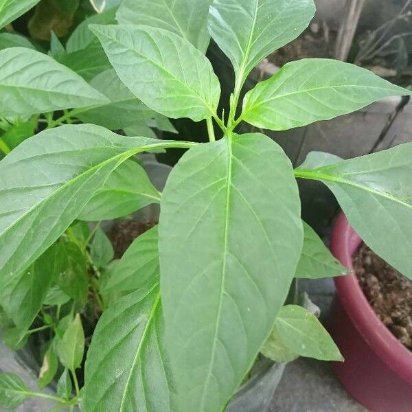 Capsicum annuum Leaf