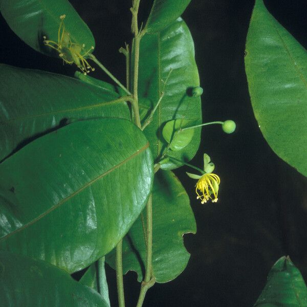 Swartzia arborescens Fleur