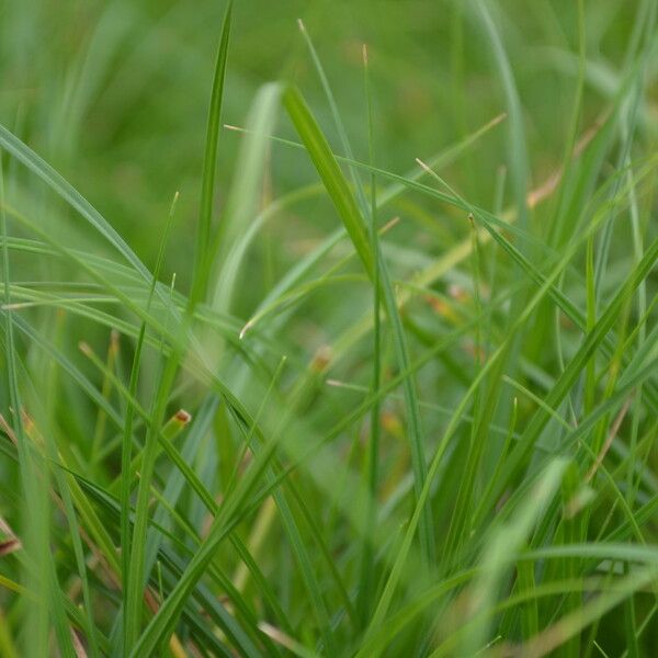 Carex pensylvanica Leaf