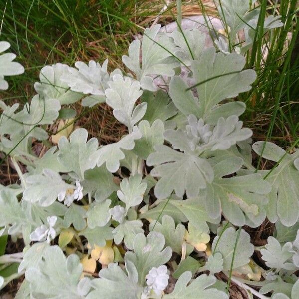 Artemisia stelleriana Leaf