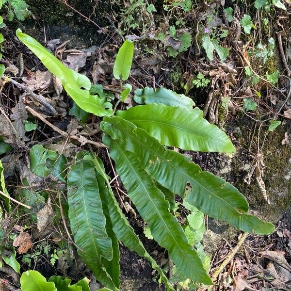 Asplenium scolopendrium Blad