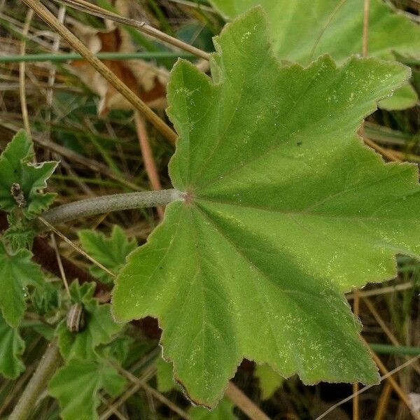 Malva arborea Fuelha