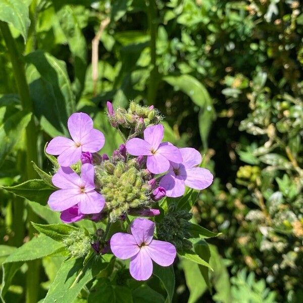 Hesperis matronalis ফুল