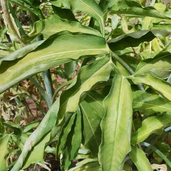 Dracunculus canariensis Leaf