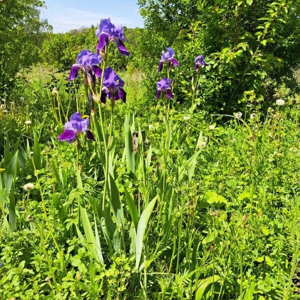 Iris × germanica Yeri