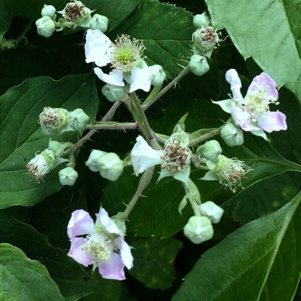 Rubus scaber Drugo