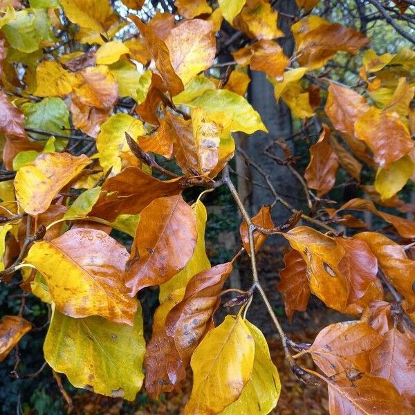 Fagus sylvatica Yaprak