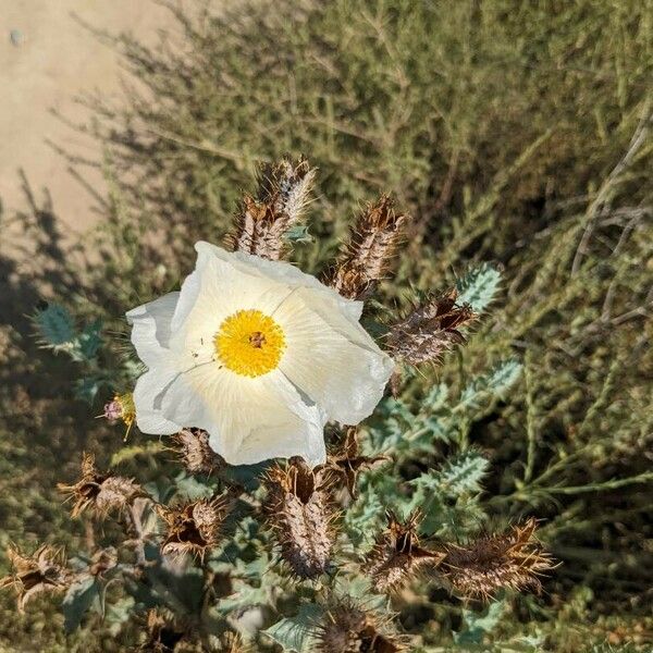 Argemone albiflora Blüte