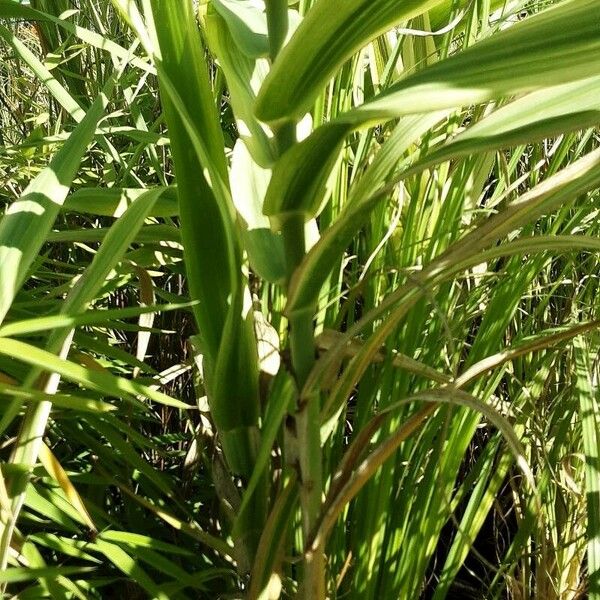 Arundo donax Hoja