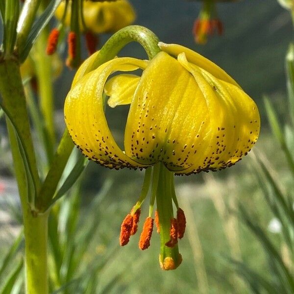 Lilium pyrenaicum 花