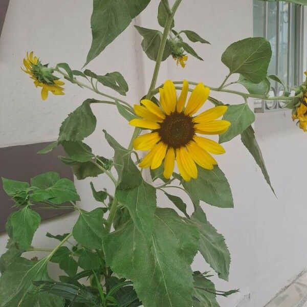 Helianthus petiolaris പുഷ്പം