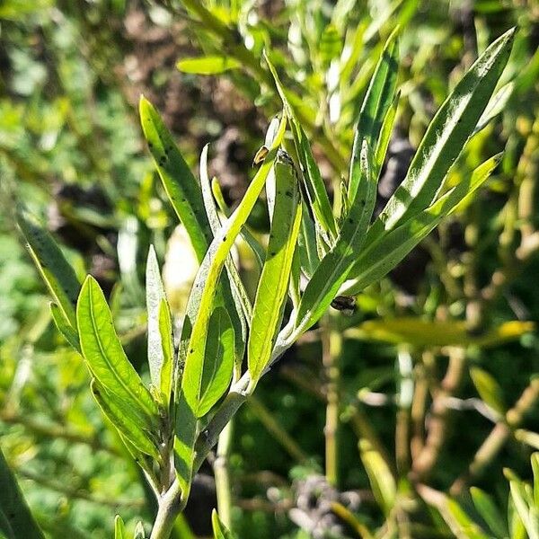 Gomphocarpus physocarpus Hoja