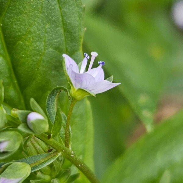 Veronica anagallis-aquatica Flower