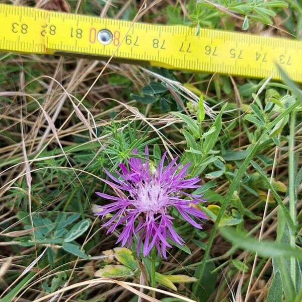 Centaurea napifolia Foglia