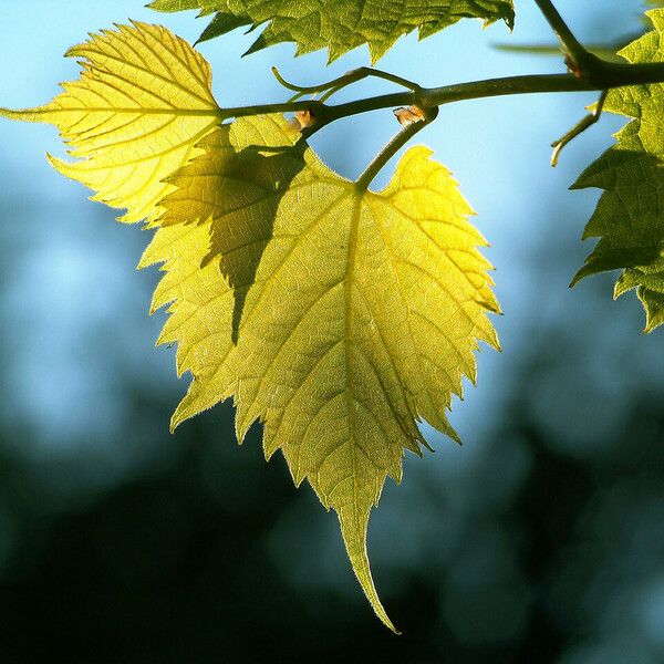 Vitis aestivalis Blatt