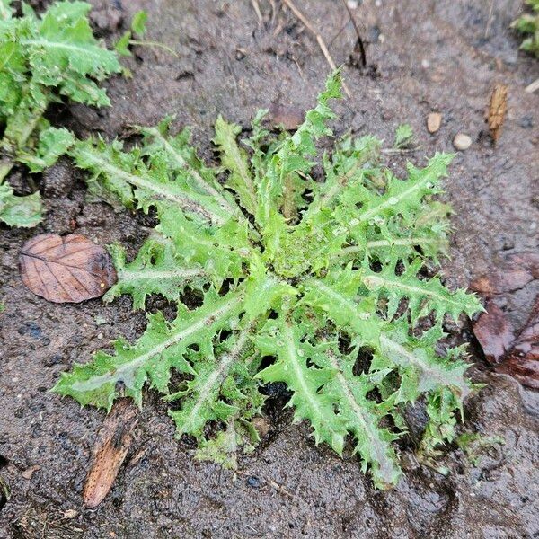 Sonchus asper Хабит