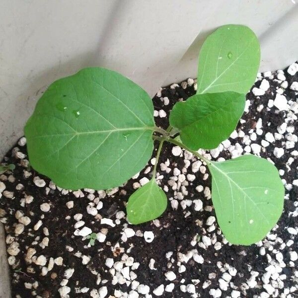 Solanum melongena Leaf