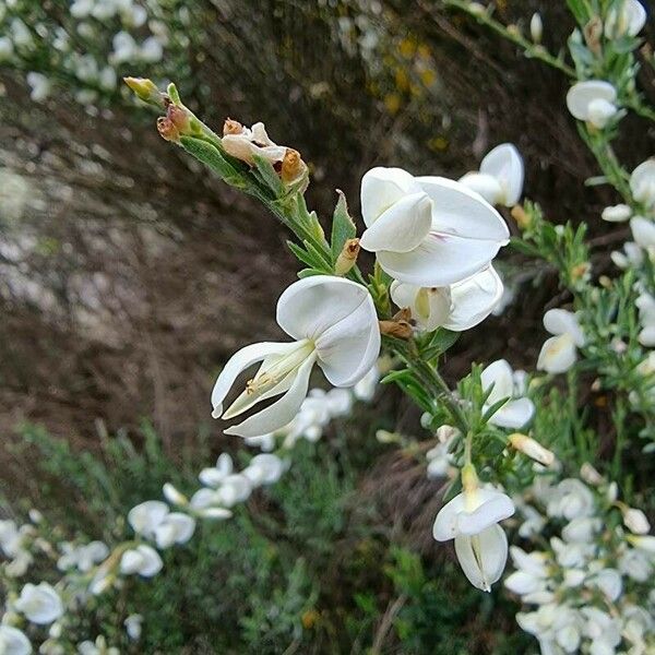 Cytisus multiflorus Blüte