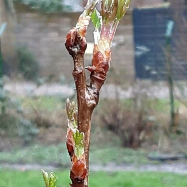 Ribes aureum Leaf