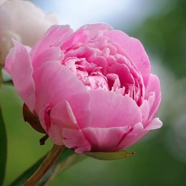 Paeonia lactiflora Flor