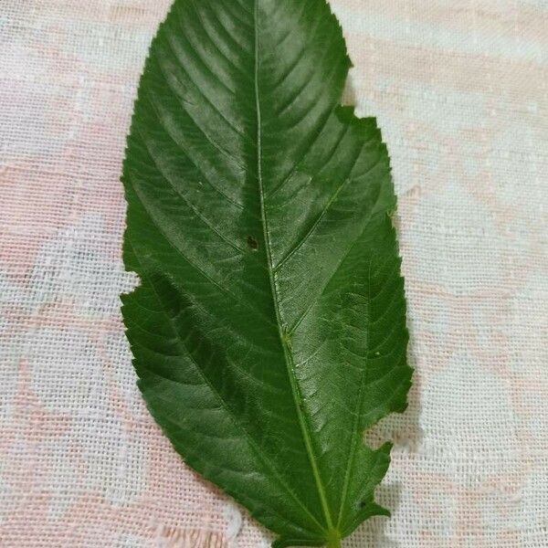 Corchorus olitorius Leaf