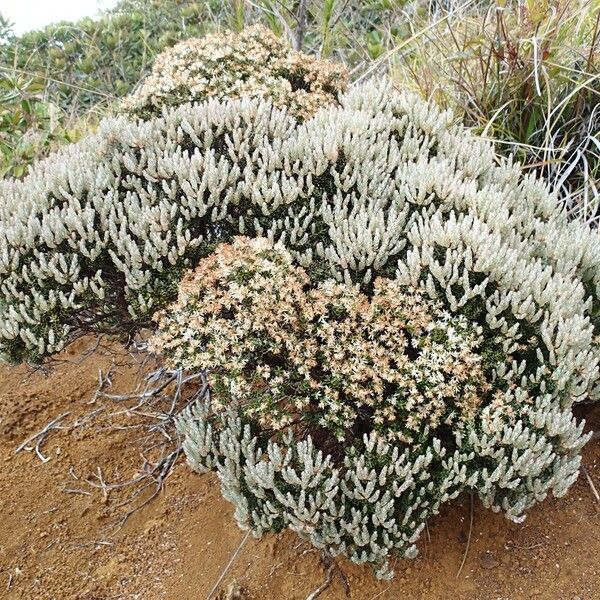 Cyathopsis floribunda Habitus