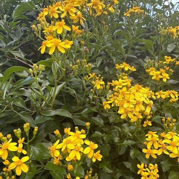 Senecio angulatus Flor