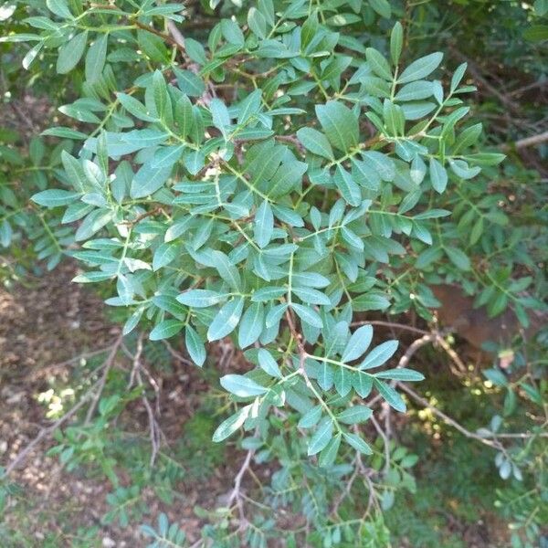 Pistacia lentiscus Leaf