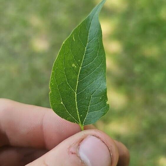 Celtis laevigata পাতা