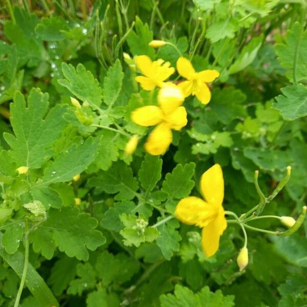 Chelidonium majus ফুল