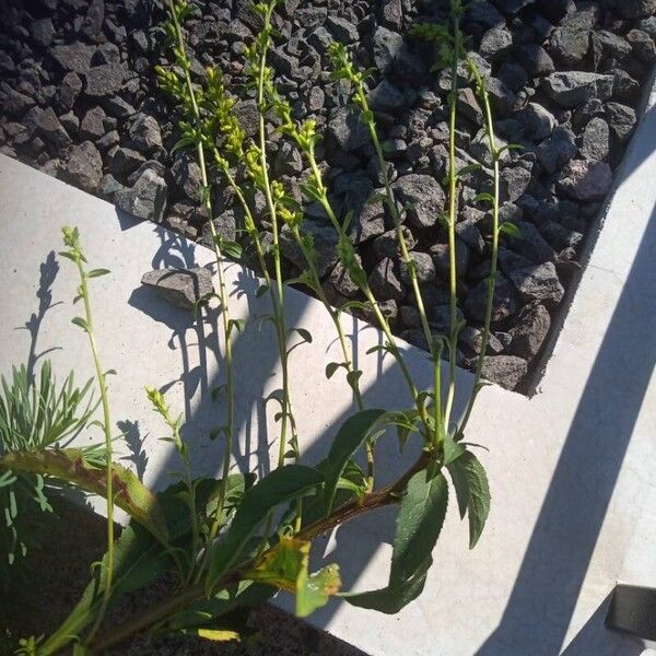 Solidago virgaurea Leaf